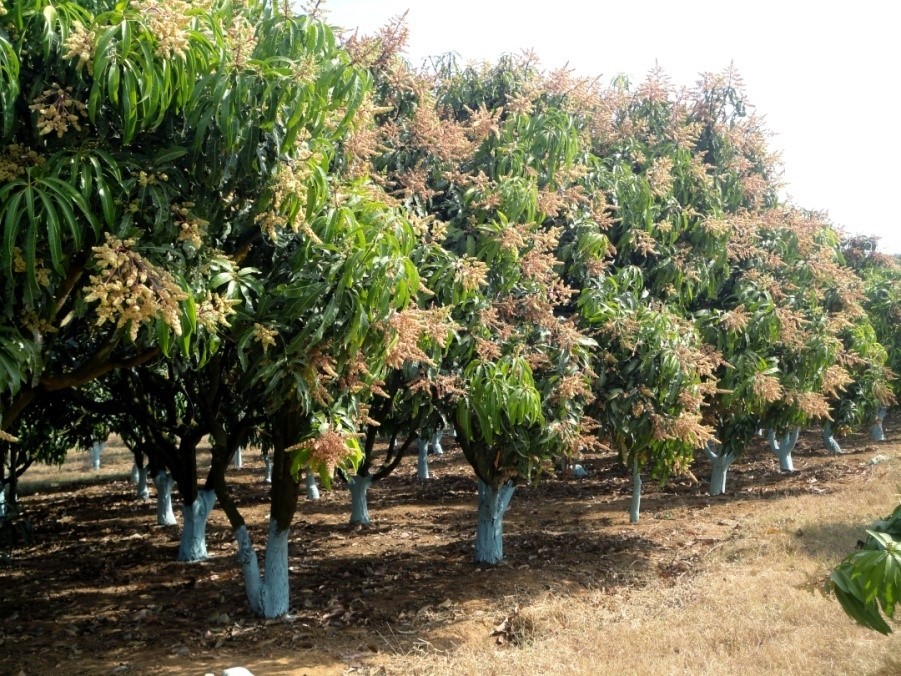 Production techniques of Mango ICARIndian Institute of Horticultural